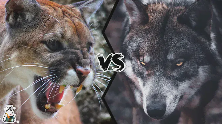 COUGAR VS WOLF - Who Wins When They Fight?