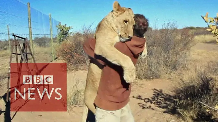 Lion hugger: This is how Sirga the lion greets her owner - BBC News