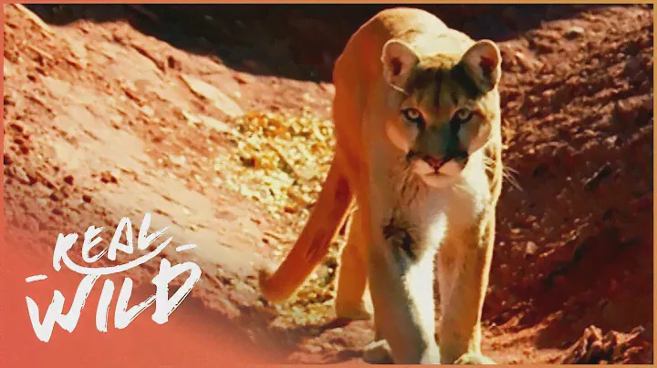 The Rocky Mountain Lions (Wildlife Documentary) | Real Wild